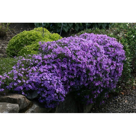Moss Phlox 'Purple Beauty' -Live Starter Plant