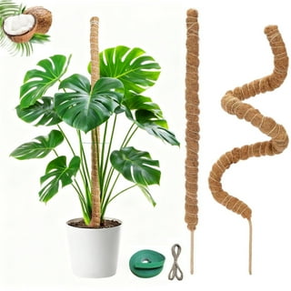 【新品未使用】MOSS STICK SW50 24-25 新品未使用】MOSS STICK SW50 24-25 Moss Pole for Plants