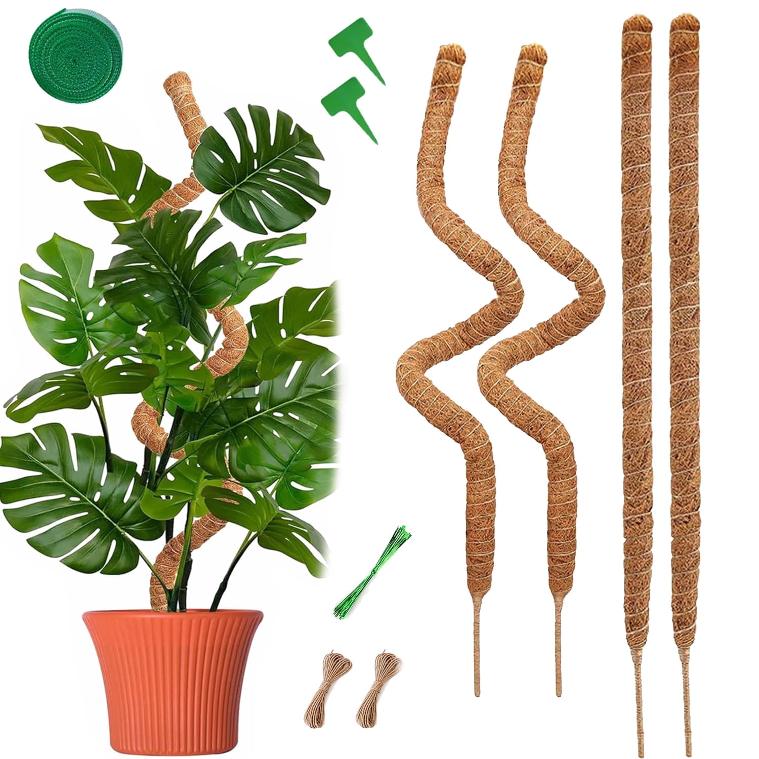 Moss Stick Money Plant