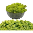 thumbnail image 1 of Moss Preserved Artificial Moss 8.8 oz Natural Fresh Green Moss for Craft Arts Floral Project Wall Decor Table Decor Wedding Centerpieces Garden Terrariums Decoration, 1 of 6