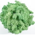 thumbnail image 1 of Moss Preserved Artificial Moss 8.8 oz Natural Fresh Green Moss for Craft Arts Floral Project Wall Decor Table Decor Wedding Centerpieces Garden Terrariums Decoration, 1 of 6