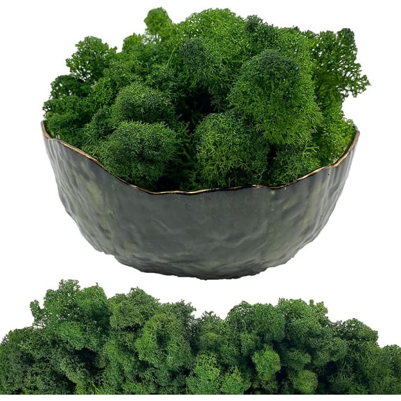 Moss Preserved Artificial Moss 8.8 oz Natural Fresh Green Moss for Craft Arts Floral Project Wall Decor Table Decor Wedding Centerpieces Garden Terrariums Decoration