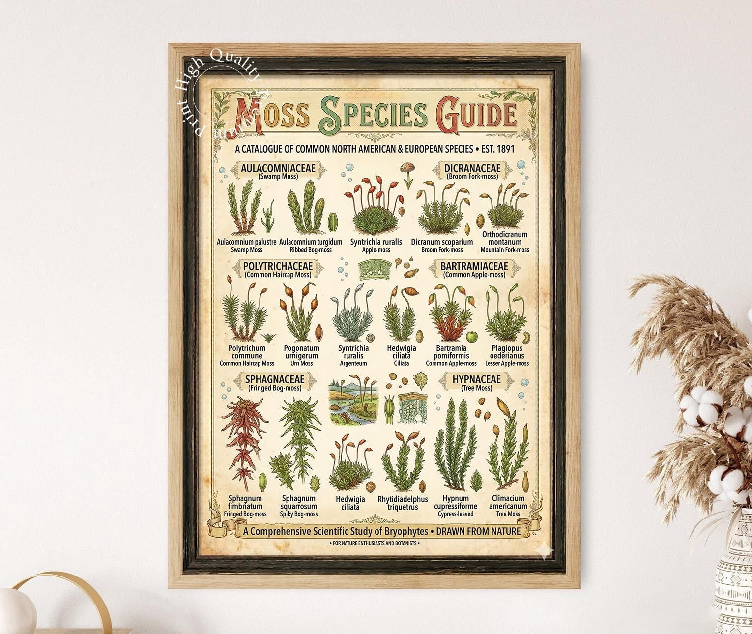 Moss Species Guide Poster, Moss Identification Botanical Wall Art ...