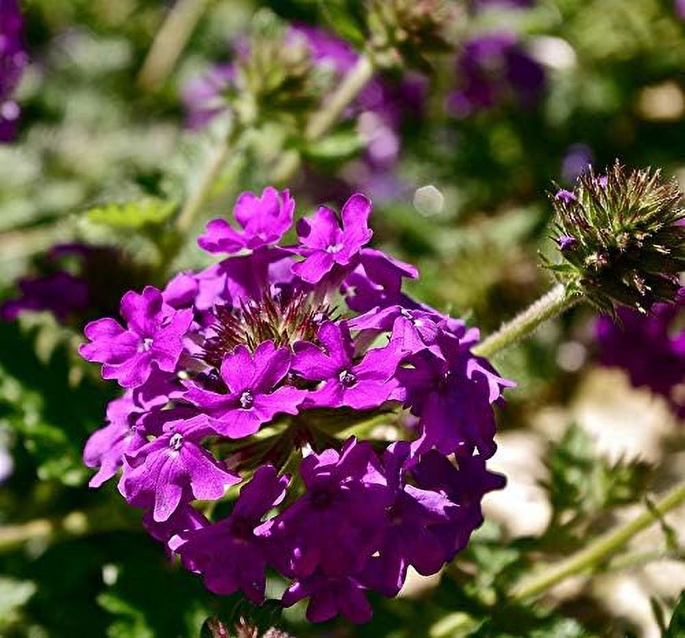 Moss Verbena 50 + GROUNDCOVER Seeds Creeping Perennial Purple