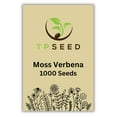 Moss Verbena Seeds 1000 DHF10 Seeds Bulk Beautiful Outdoor Perennial