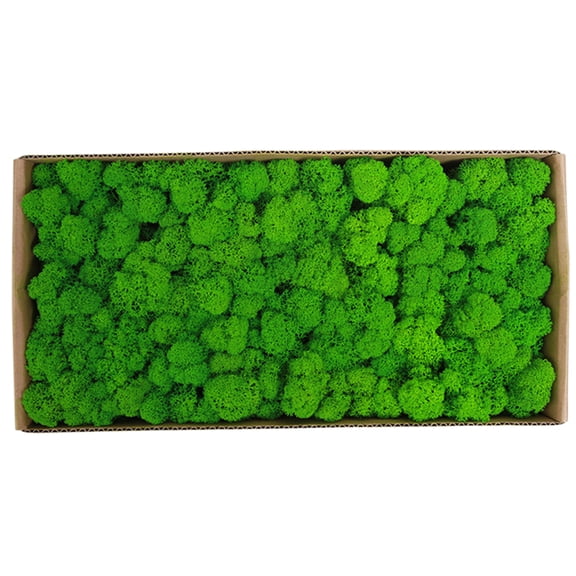 Moss Wall Decor Moss Preserved Moss Gardenning Art Wall Decor Moss Bulk Micro Landscape Decorative Props