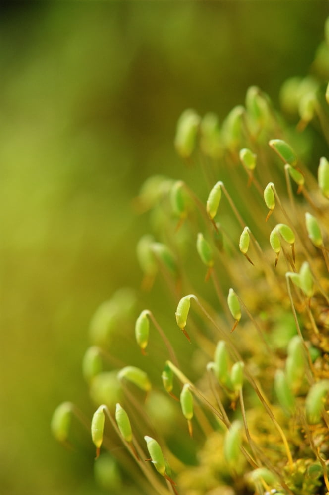 Moss With Capsules Canvas Art - Mike Grandmaison Design Pics (12 x 18)