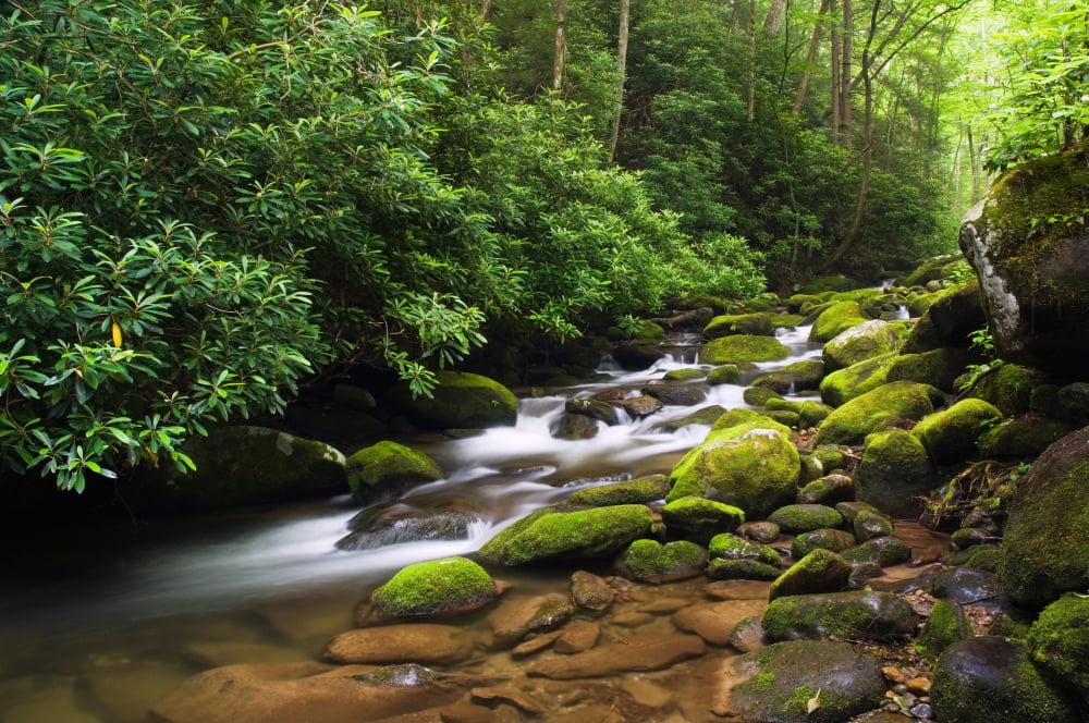 Moss-covered boulders along Roaring Fork Little Pigeon River Great Smoky Mountains National Park Tennessee USA Canvas Art - Panoramic Images (9 x 27)