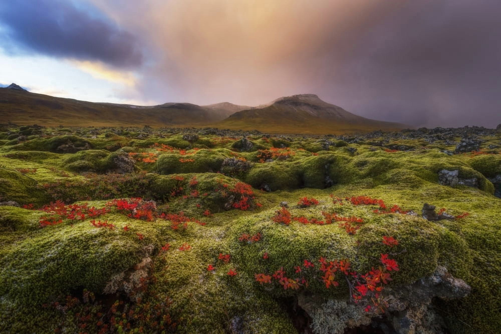Moss covered lava field at sunrise Snaefellsness Peninsula Iceland Canvas Art - Robert Postma Design Pics (19 x 12)