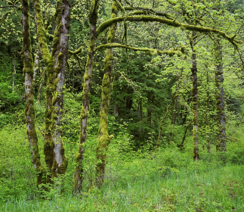 Moss covered trees Columbia Gorge National Scenic Area Oregon USA Canvas Art - Panoramic Images (24 x 24)