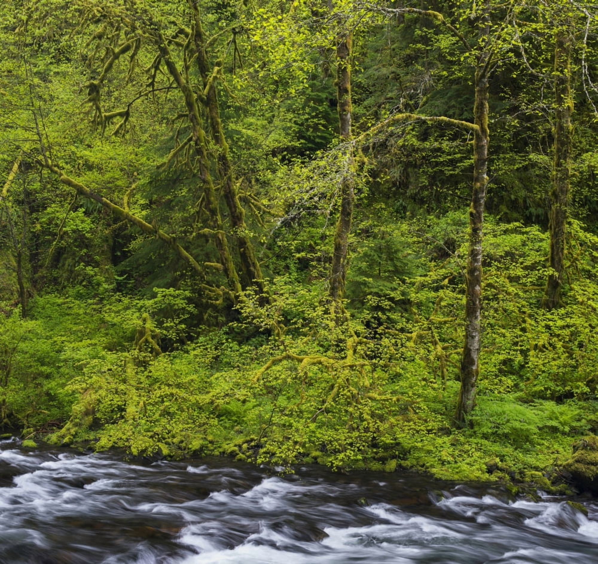 Moss covered trees along Tanner Creek Columbia Gorge National Scenic Area Oregon USA Canvas Art - Panoramic Images (24 x 24)