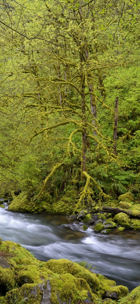 Moss covered trees along Tanner Creek Columbia Gorge National Scenic Area Oregon USA Canvas Art - Panoramic Images (36 x 12)