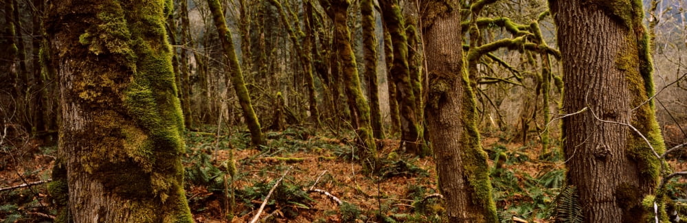 Moss covered trees in a forest Olympic Peninsula Washington State USA Canvas Art - Panoramic Images (36 x 12)