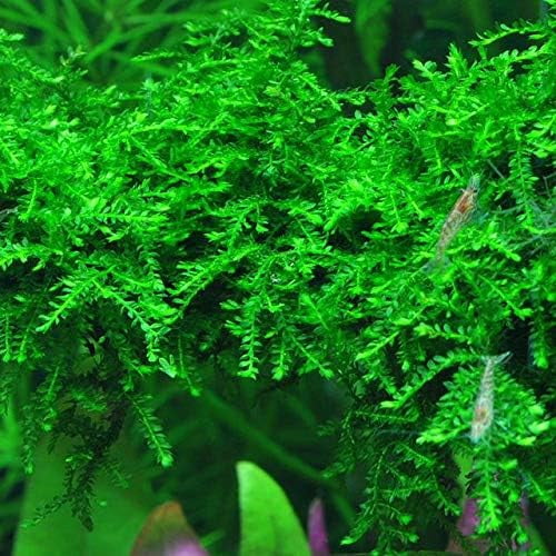 Moss for Aquariums | Live Aquatic Moss (Weeping Moss, 1)