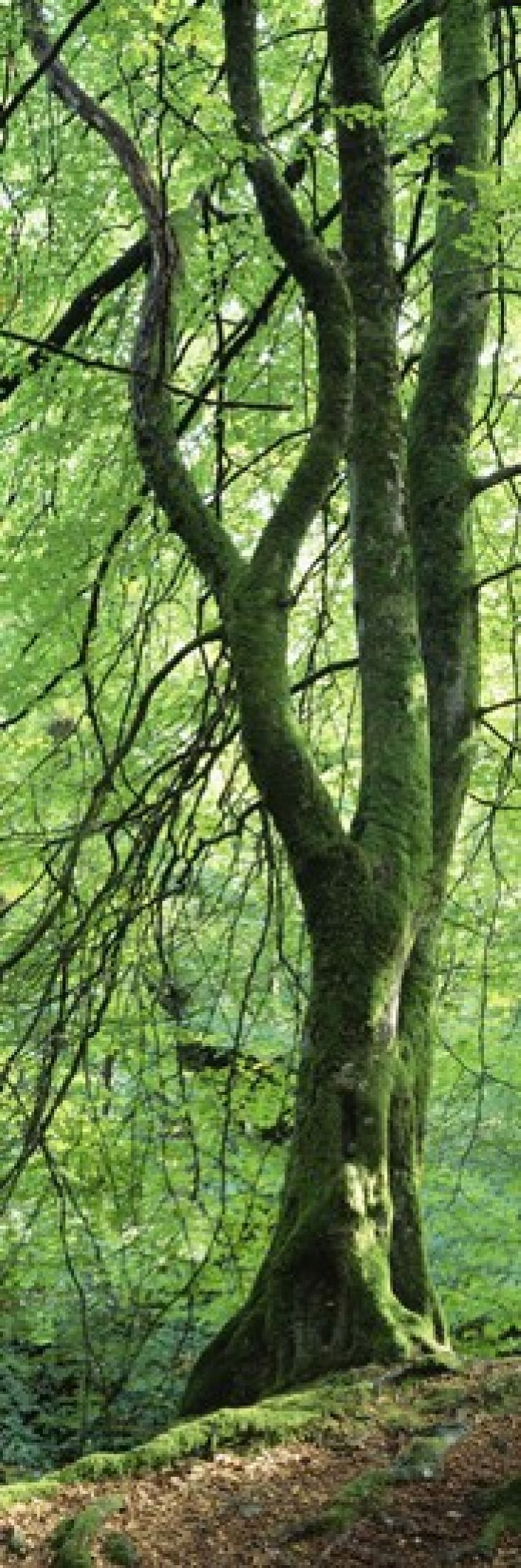 Moss growing on a beech tree Perthshire Scotland Canvas Art - Panoramic Images (18 x 6)