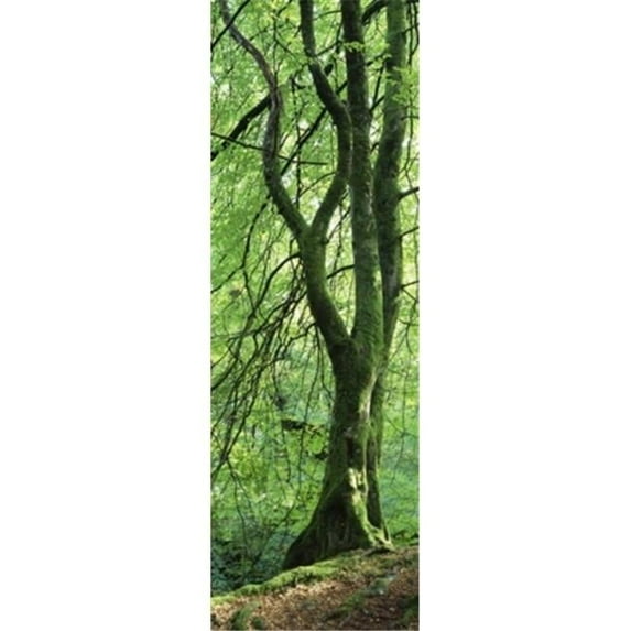 Moss growing on a beech tree Perthshire Scotland Poster Print by - 12 x 36