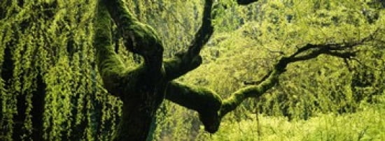 Moss growing on the trunk of a Weeping Willow tree Japanese Garden Washington Park Portland Oregon USA Canvas Art - Panoramic Images (36 x 13)