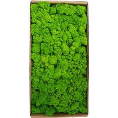 Moss micro landscape decoration accessories immortelle moss wall, green grass