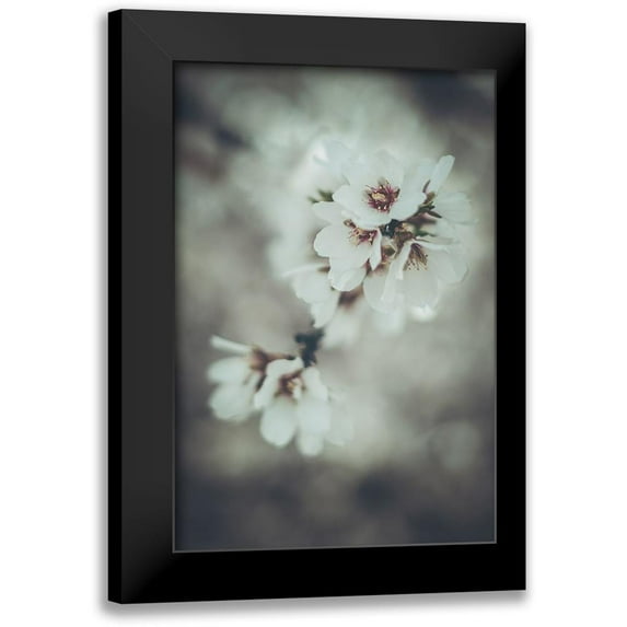 Mossholder, Tim 11x14 Black Modern Framed Museum Art Print Titled - Almond Blossoms
