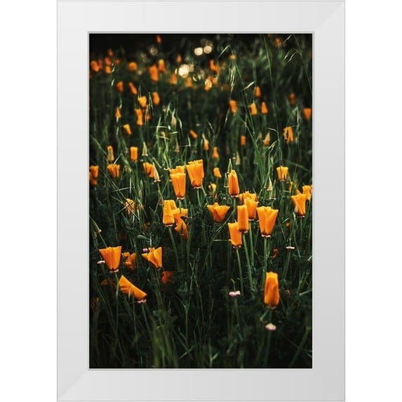Mossholder, Tim 13x18 White Modern Wood Framed Museum Art Print Titled - Golden Poppies
