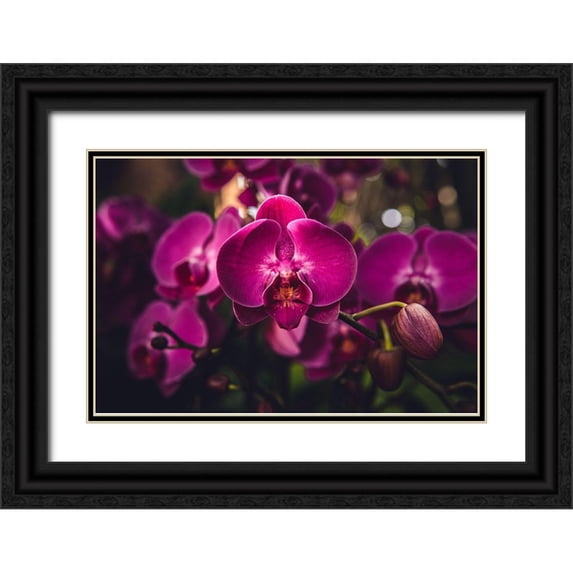 Mossholder, Tim 14x11 Black Ornate Wood Framed with Double Matting Museum Art Print Titled - Hot Pink Orchid