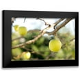 thumbnail image 1 of Mossholder, Tim 18x13 Black Modern Framed Museum Art Print Titled - Apples, 1 of 5