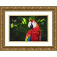 thumbnail image 1 of Mossholder, Tim 32x23 Gold Ornate Wood Framed with Double Matting Museum Art Print Titled - Colorful Parrot, 1 of 4