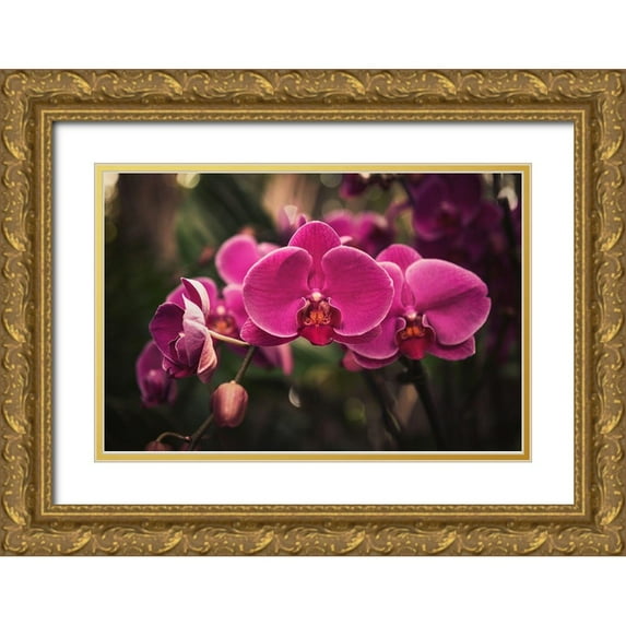 Mossholder, Tim 32x23 Gold Ornate Wood Framed with Double Matting Museum Art Print Titled - Hot Pink Orchid
