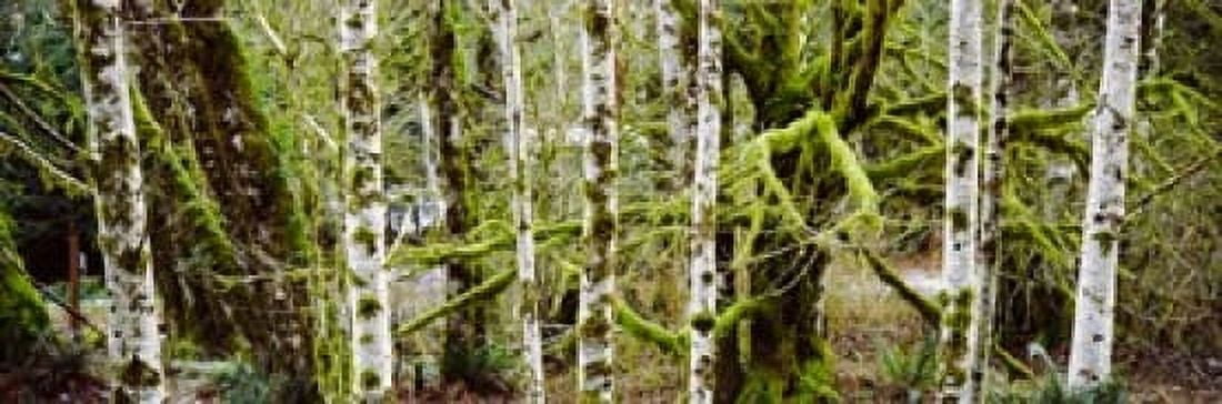 Mossy Birch trees in a forest Lake Crescent Olympic Peninsula Washington State USA Canvas Art - Panoramic Images (18 x 6)