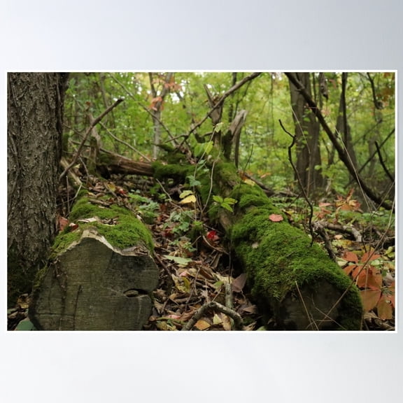 Mossy Logs Poster Wall Art, Modern Wall Decor, 12x18 UNFRAMED