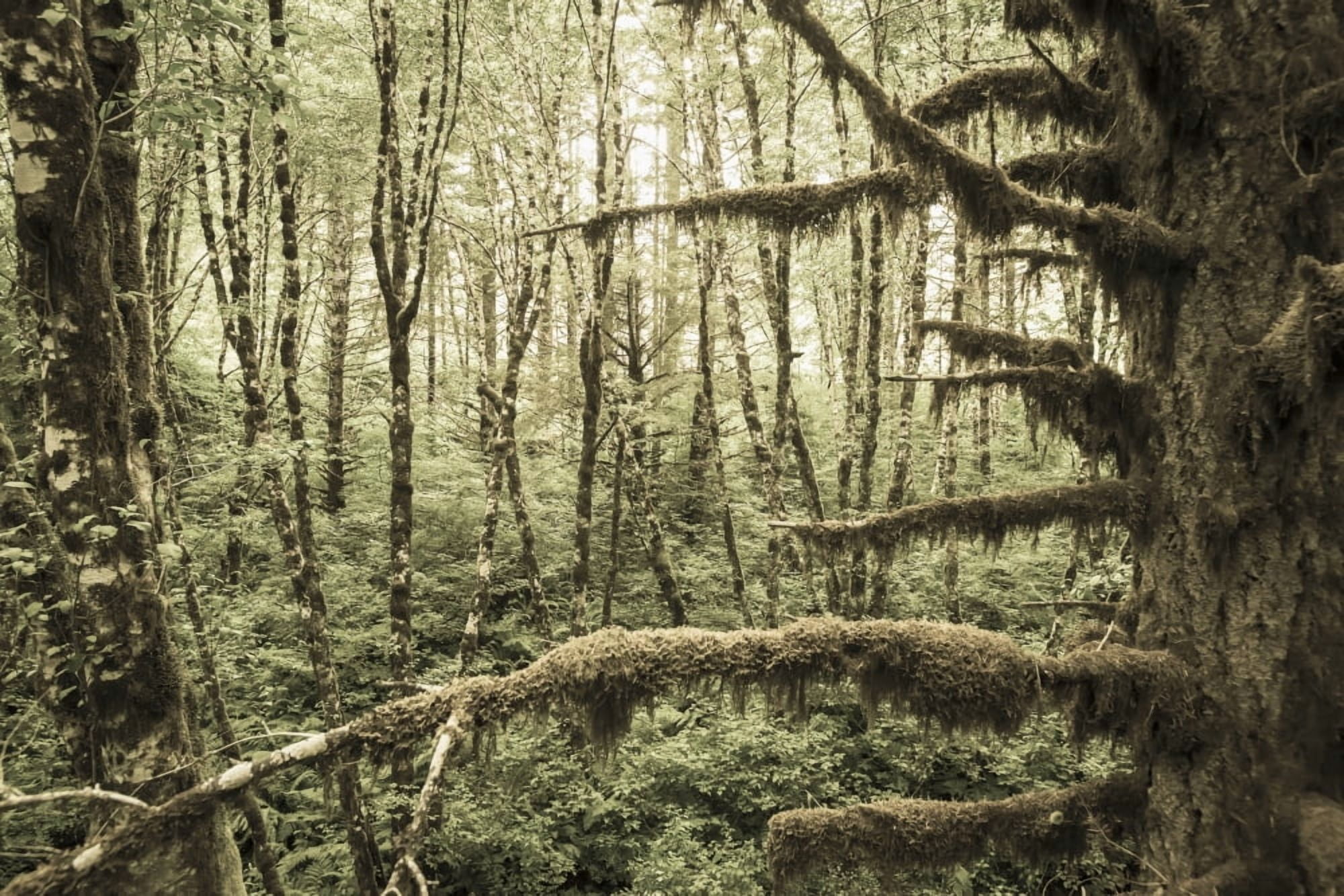 Mossy tree trunks in the woods Portland Oregon United States of America Canvas Art - Remsberg Inc Design Pics (19 x 12)