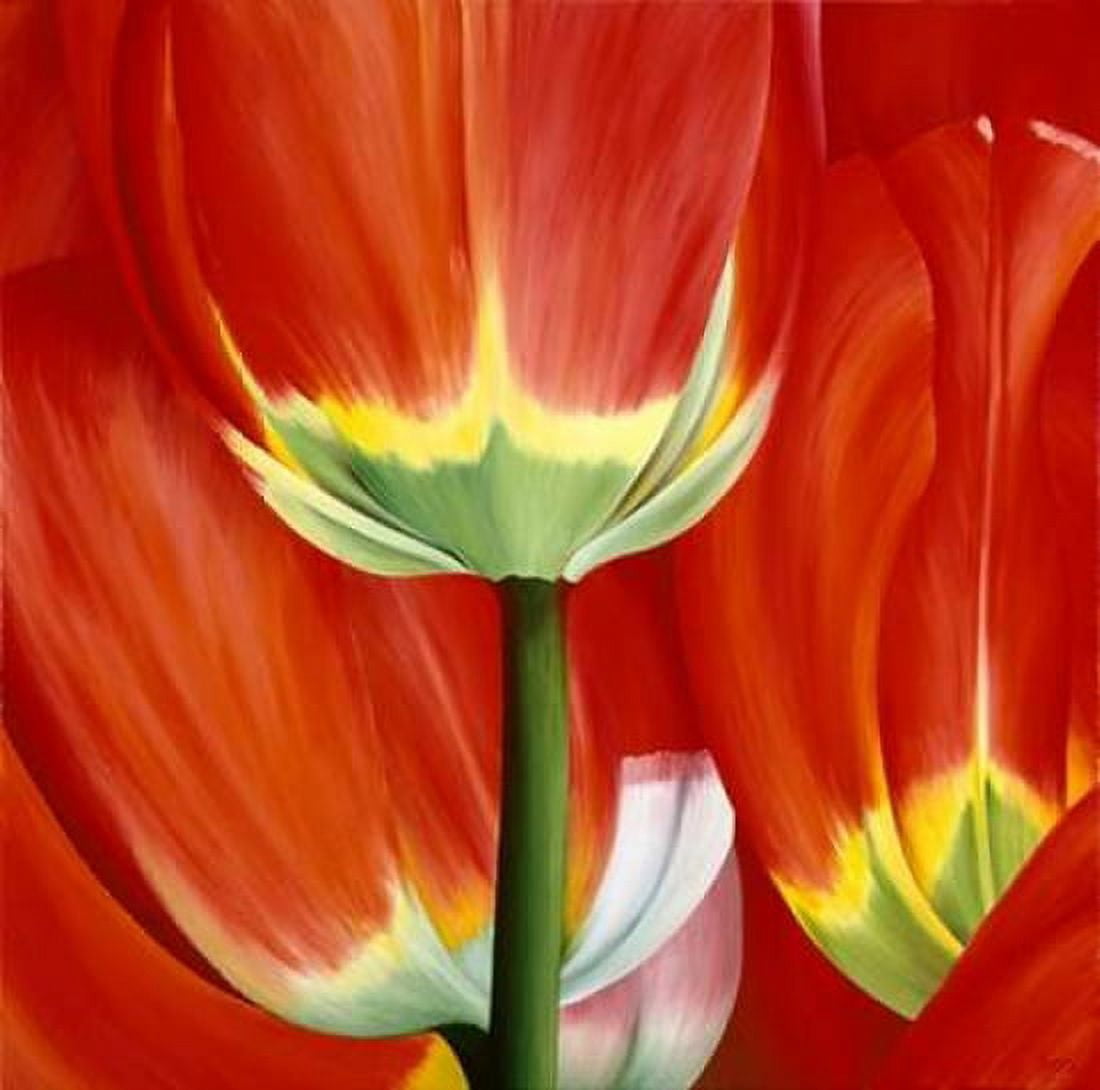 Most Beautiful Tulip I Canvas Art - Yvonne Poelstra-Holzhaus (24 x 24)