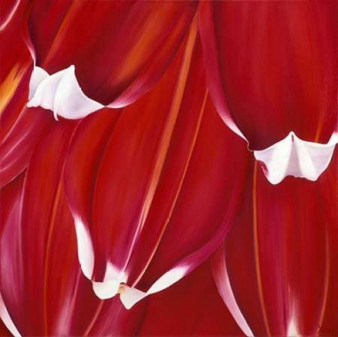 Most Beautiful Tulip II Canvas Art - Yvonne Poelstra-Holzhaus (24 x 24)