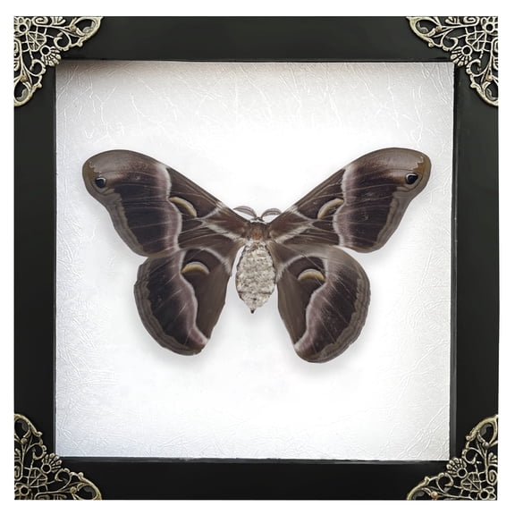 Moth Butterfly Display Real Frame Shadow Box Insect Art Wall Decor Curiosity Cabinet Nature Decoration Gift For Women Desk Tabletop Or Wall Hanging Home Decor K16-42-TR