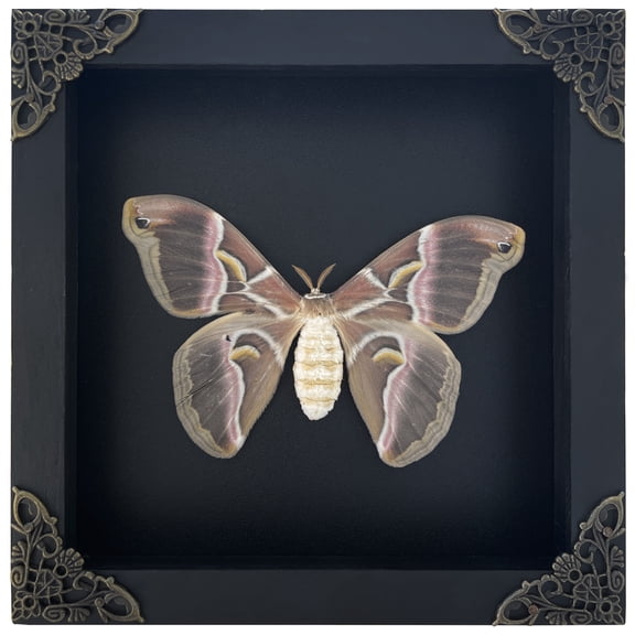 Moth Butterfly Display Real Frame Shadow Box Insect Art Wall Decor Curiosity Cabinet Nature Decoration Gift For Women Desk Tabletop Or Wall Hanging Home Decor K16-42-TR