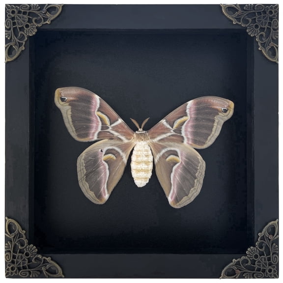 Moth Butterfly Display Real Frame Shadow Box Insect Art Wall Decor Curiosity Cabinet Nature Decoration Gift For Women Desk Tabletop Or Wall Hanging Home Decor K16-42-TR