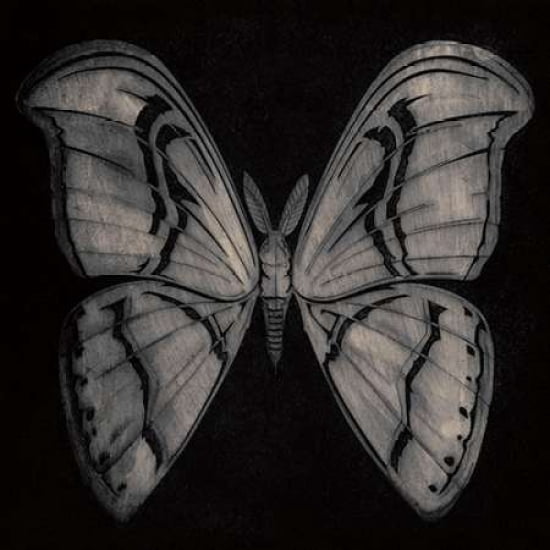 Moth Canvas Art - Barry Goodman (24 x 24)