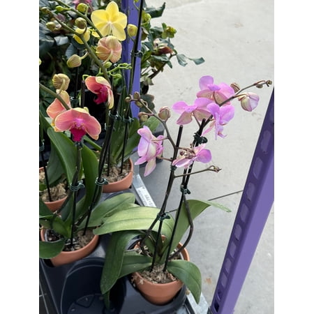 RedCrocus Moth Orchid Phalaenopsis in Decorative Pot - Indoor, Pet-Toxic, Fragrant, Evergreen, Easy Care Orchid for Home & Gift 5" Pot