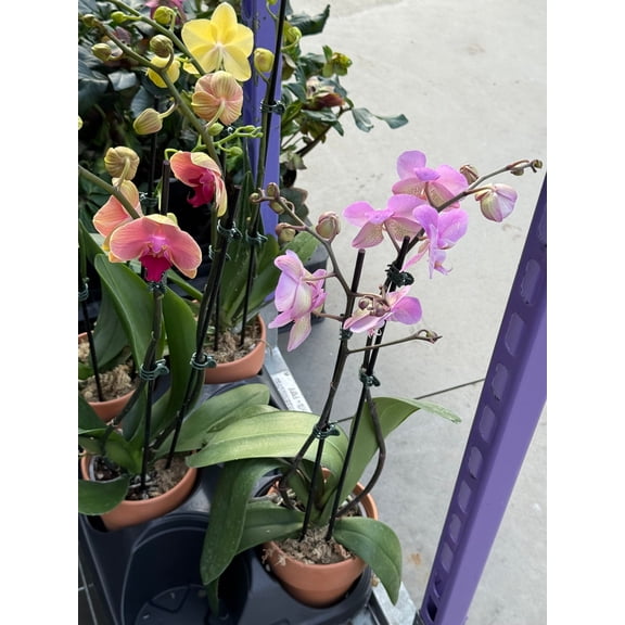 RedCrocus Moth Orchid Phalaenopsis in Decorative Pot - Indoor, Pet-Toxic, Fragrant, Evergreen, Easy Care Orchid for Home & Gift  5" Pot
