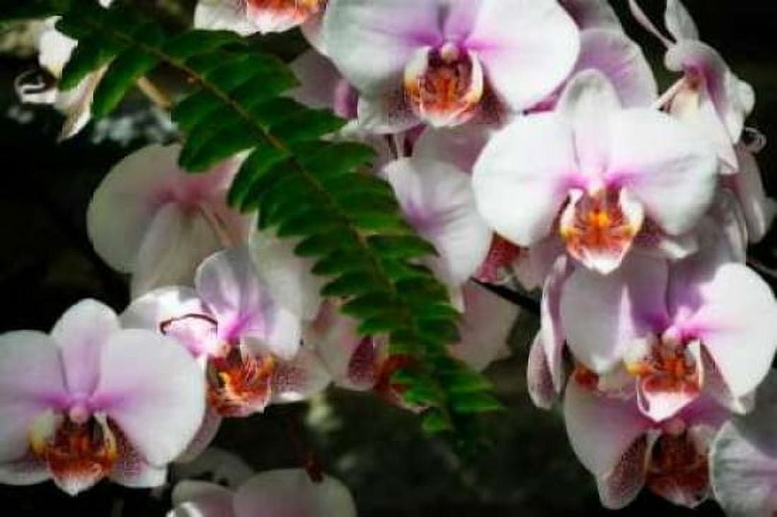 Moth Orchids II Canvas Art - Alan Hausenflock (20 x 28)