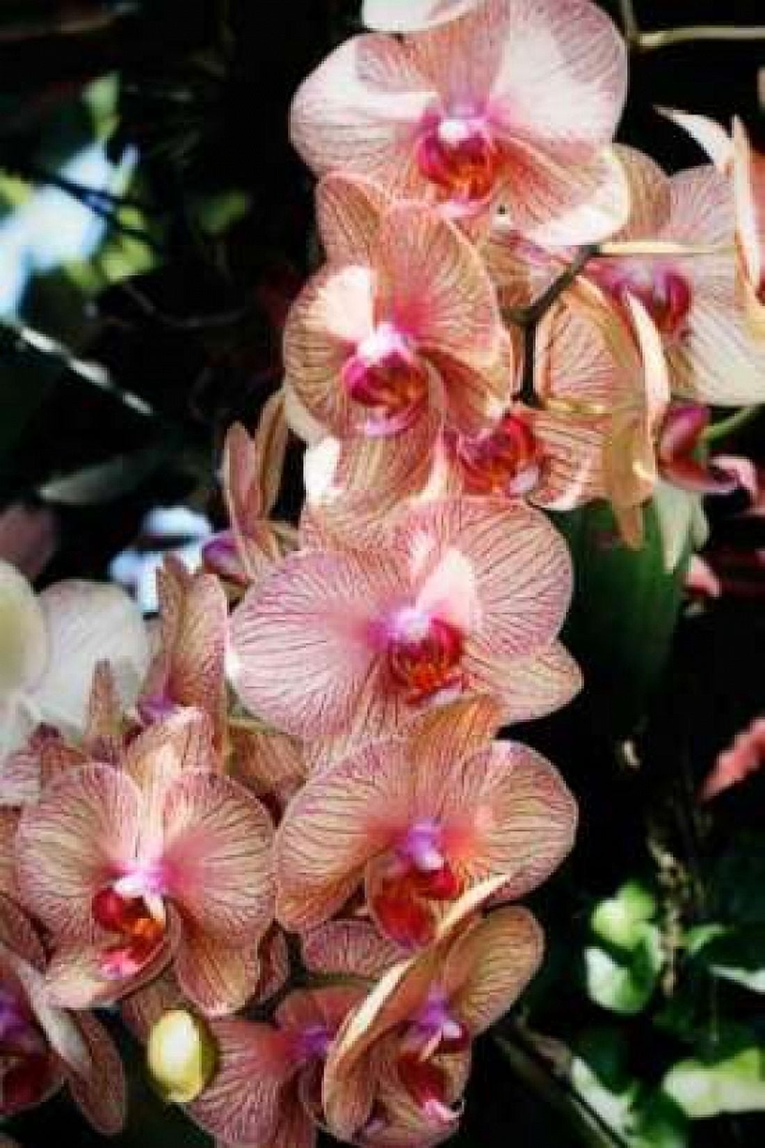 Moth Orchids V Canvas Art - Alan Hausenflock (20 x 28)