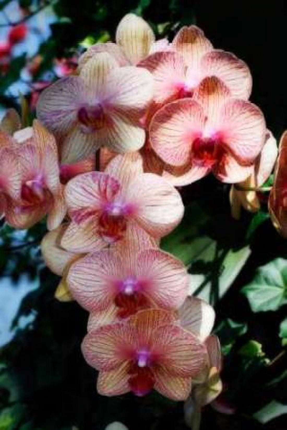 Moth Orchids VI Canvas Art - Alan Hausenflock (20 x 28)