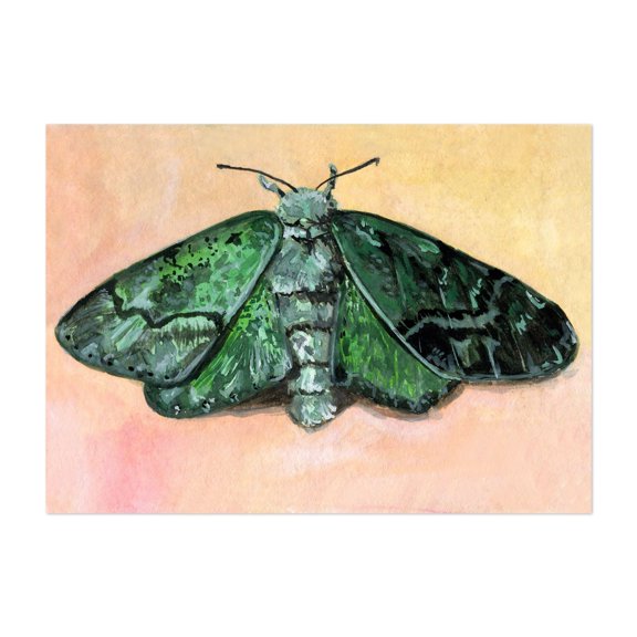 Moth - Painting Insect Watercolor Animal Nature Wildlife Botanical Illustration Unframed Wall Art Print 4 x 6 inches