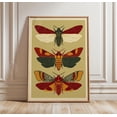 Moth Poster, Vintage Insect Wall Art, Natural History Entomology Print ...