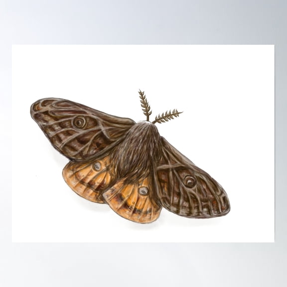 Moth Study Poster Wall Art, Modern Wall Decor, 8x12 UNFRAMED