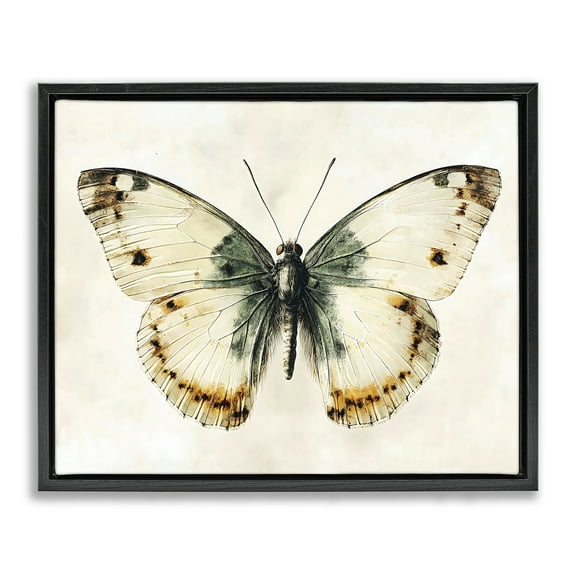 Stupell Industries Moth Study Symmetry Black Framed Floater Canvas Wall Art, design by Creative Studio, 25 x 31
