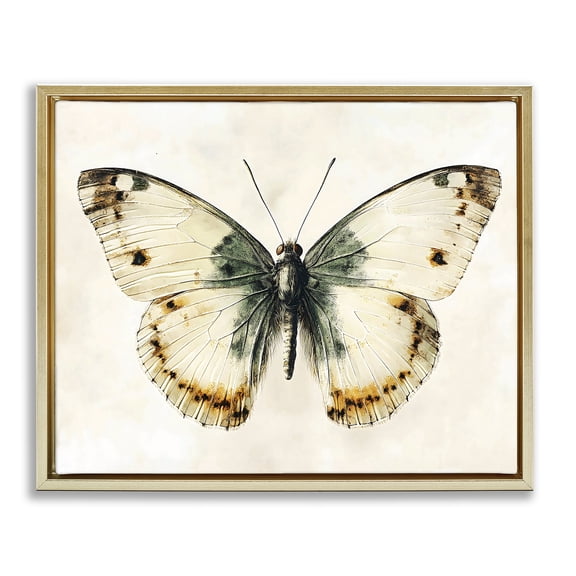 Stupell Industries Moth Study Symmetry Gold Framed Floater Canvas Wall Art, design by Creative Studio, 25 x 31
