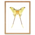 thumbnail image 1 of Moth Yellow Illustration Art Print Framed Poster Wall Decor 9x7 inch, 1 of 5
