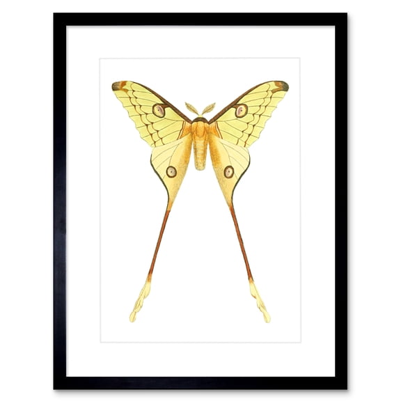 Moth Yellow Illustration Art Print Framed Poster Wall Decor 9x7 inch