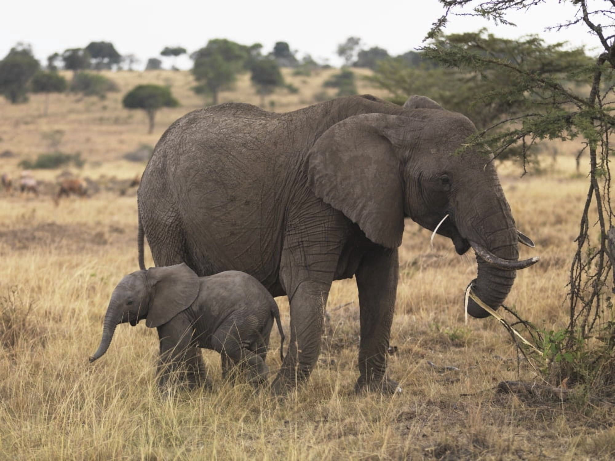 Mother And Baby Elephant Canvas Art - Keith Levit Design Pics (17 x 13)